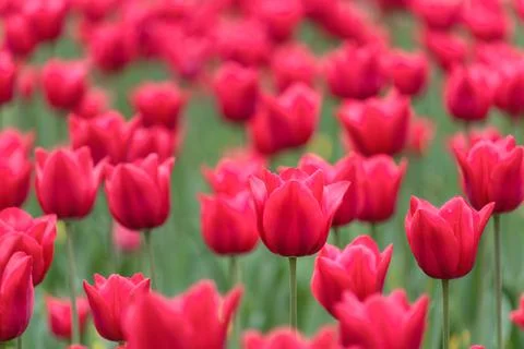 Bed of red tulips in spring Stock Photos