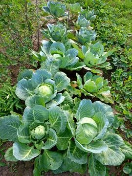 A bed of ripened white cabbage in a vegetable garden 写真素材