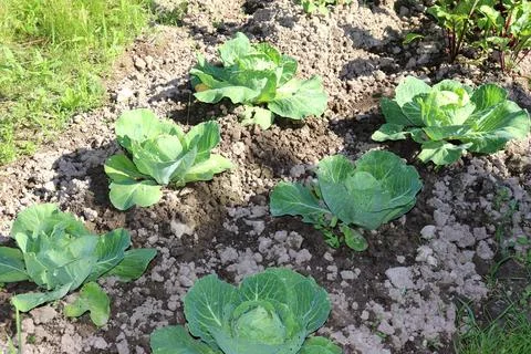 A bed of ripening cabbage heads in partial shade on a sunny summer day Stock Photos