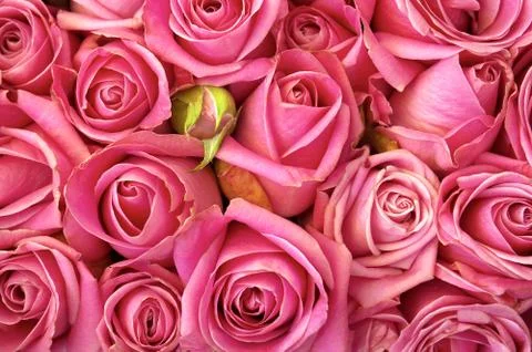 Bed of roses Stock Photos