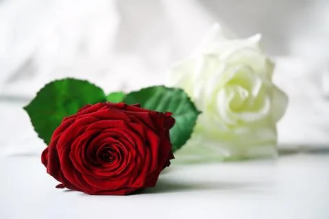 Bed of roses 스톡 사진