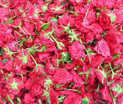 Bed of roses Stock Photos