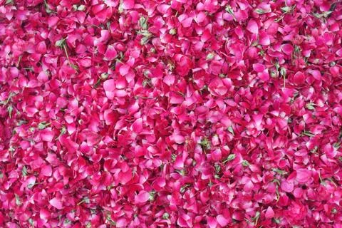 Bed of roses Stock Photos