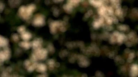 Bed sheet on washing line Stock Footage 101730394