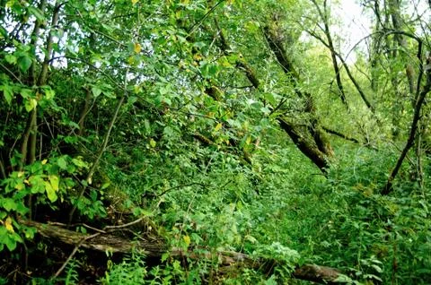 The bed of a small river dried up and overgrown Stock-Fotos