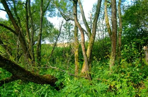 The bed of a small river dried up and overgrown Stock-Fotos