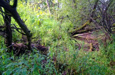 The bed of a small river dried up and overgrown Foto stock