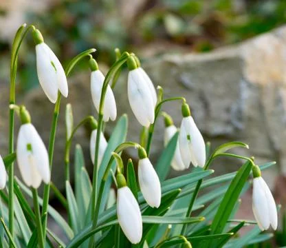 A bed of the snowdrops in the garden Stock Photos