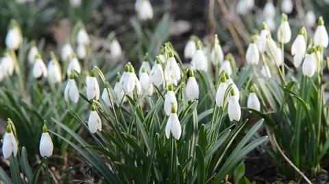 Bed of snowdrops,real time,zom in Stock Footage 48018077
