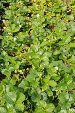Bed of strawberries Stock Photos