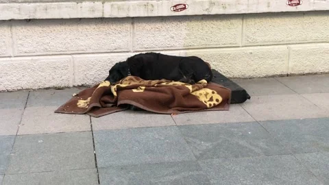 Bed for stray dogs Stock Footage 146045845