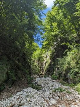 Bed of a stream Fotos de archivo