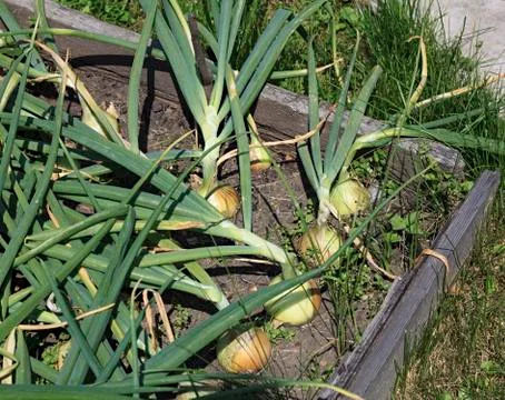 Bed of summer onions. 스톡 사진