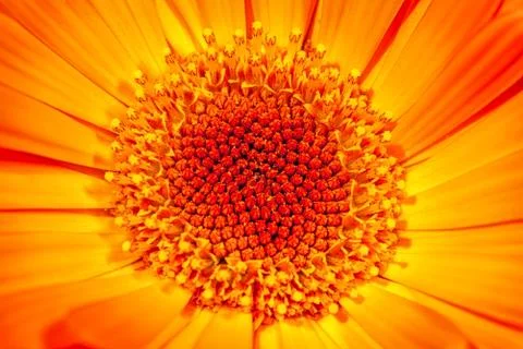 A Bed of Sunshine Stock Photos