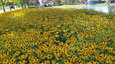 A bed of Susan flowers Stock Footage 247719556