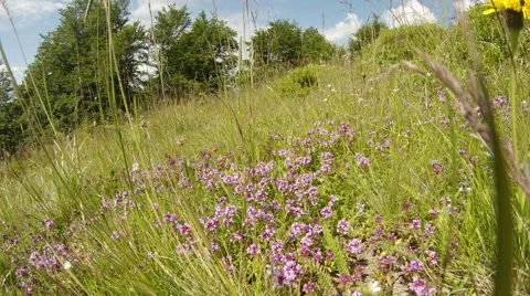 Bed of thyme in a thicket of high green grass at the edge of the forest sun Stock Footage 54686604