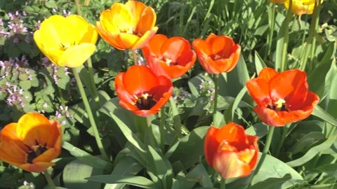 A bed of tulips in a garden / yard. Stock-Footage 88695090