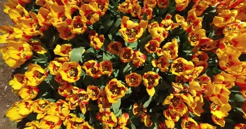 Bed of tulips growing in spring Stock Footage 62094995