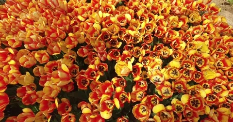 Bed of tulips growing in spring Stock Footage 62095015