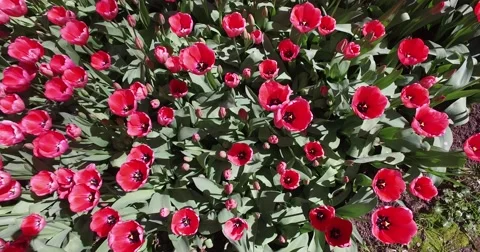 Bed of tulips growing in spring Stock Footage 62095067