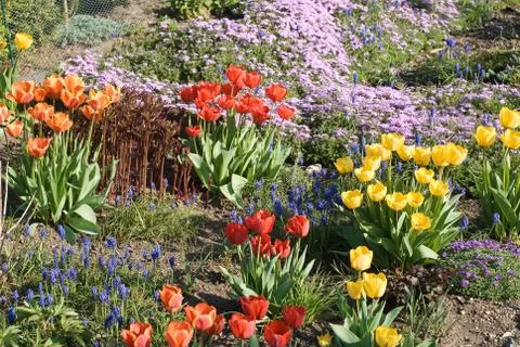 Bed of tulips Foto stock