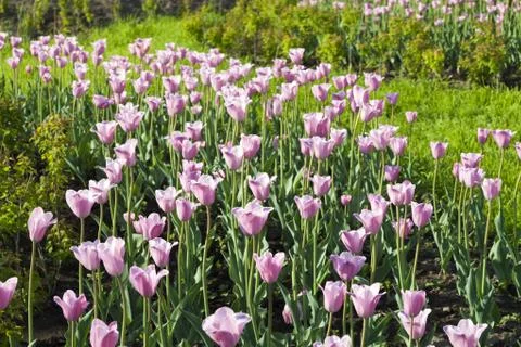 Bed of tulips Stock Photos