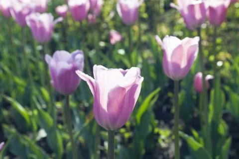 Bed of tulips Stock Photos