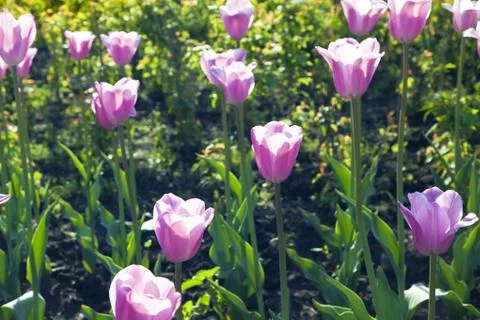 Bed of tulips Stock Photos