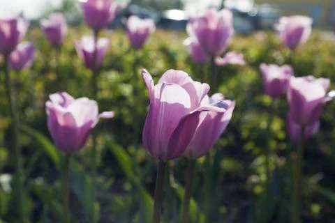 Bed of tulips Stock Photos