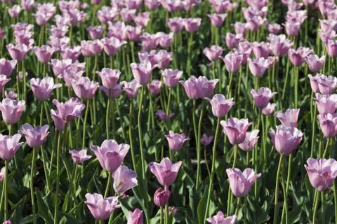 Bed of tulips Stock Photos