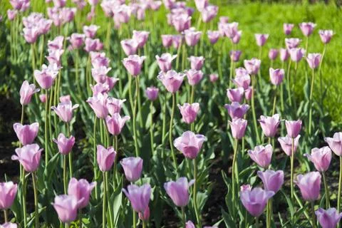 Bed of tulips Stock Photos