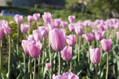 Bed of tulips Stock Photos