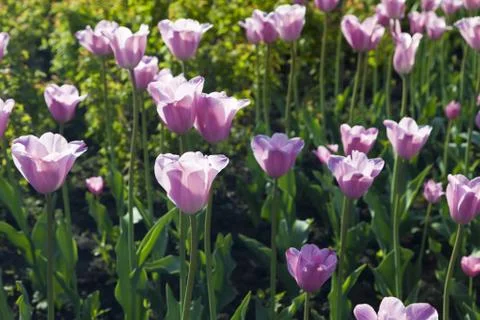 Bed of tulips Stock Photos