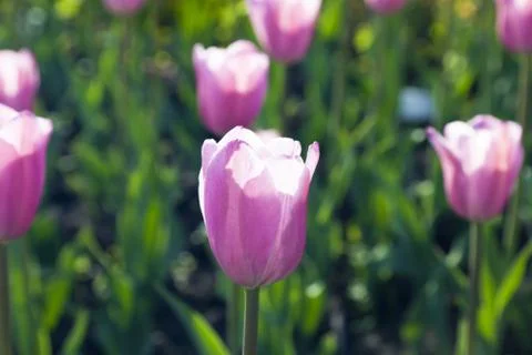 Bed of tulips Stock Photos