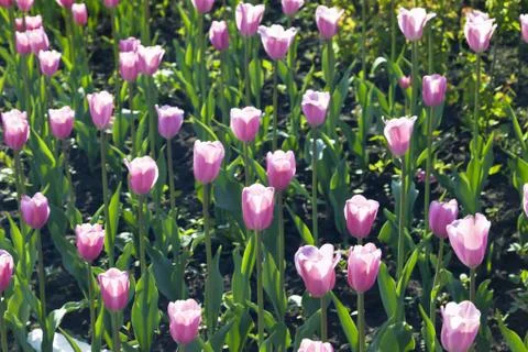 Bed of tulips Stock Photos
