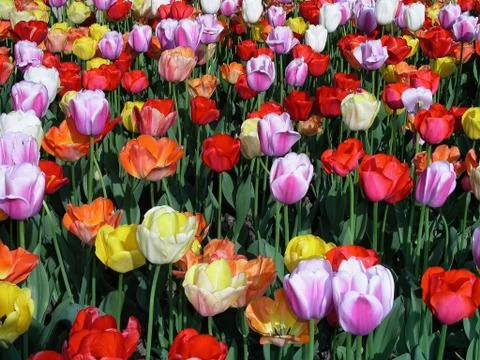 Bed of tulips Stock Photos