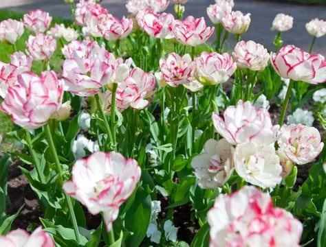 Bed with tulips Stock Photos