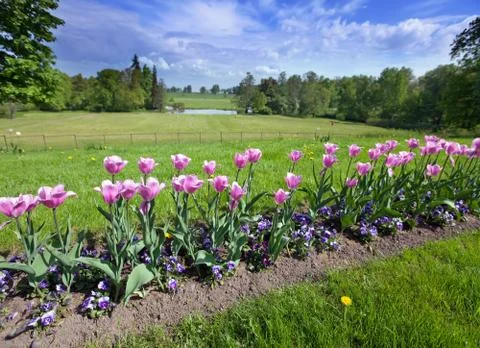 Bed with tulips Stock Photos