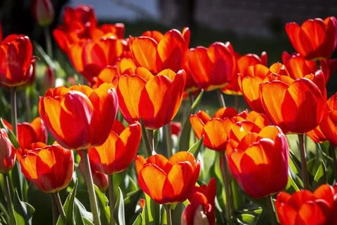 A bed of tulips Stock Photos