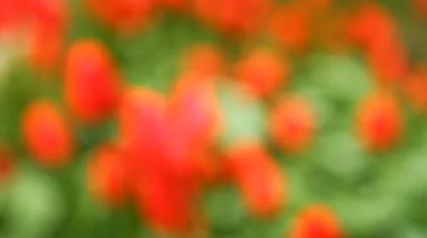Bed of tulips shot in blur background Stock Footage 50128557