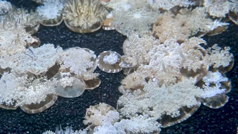A bed of upside-down jellyfish Stock Footage 212769275