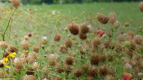 Bed of Various Flowers in the Texas Summer Heat Stock Footage 147104564