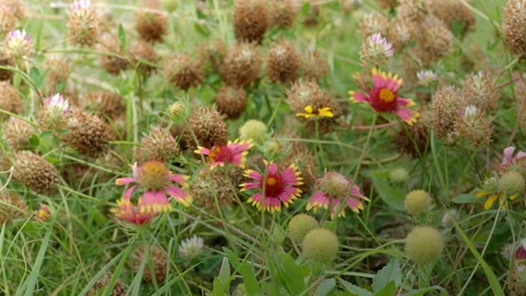 Bed of Various Summer Flowers in Texas Stock Footage 147104629