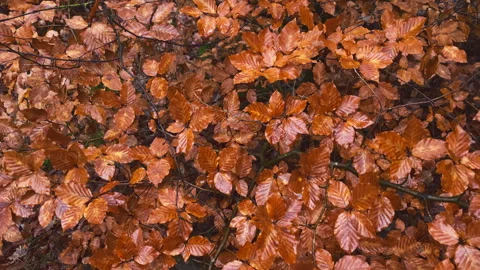 A bed of wet beech tree leaves on a young beech tree in autumn-winter. Stock Footage 269080170