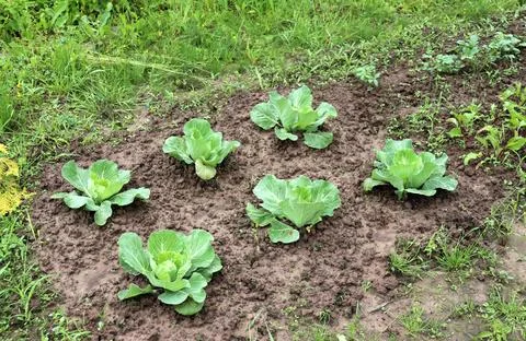 A bed of white cabbage in the early stages of development Stock Photos