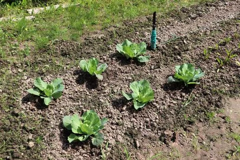 A bed of white cabbage on a sunny summer day Stock Photos