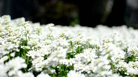 Bed of White Flowers 3 Stock Footage 10887491