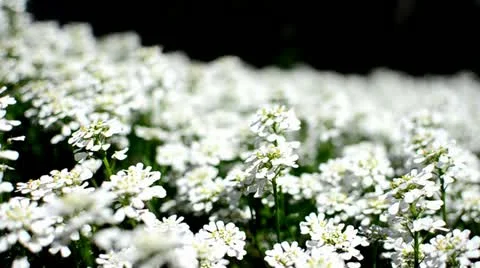Bed of White Flowers Stock Footage 10887500