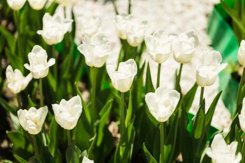A bed of white tulips Stock Photos