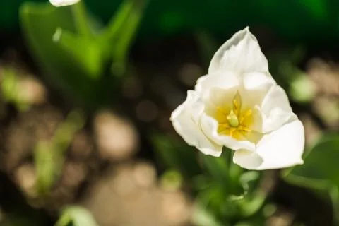 A bed of white tulips Stock Photos